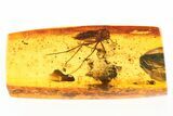 Huge, Detailed Fossil Fungus Gnat (Mycetophilidae) In Baltic Amber #275437-1